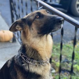 German Shepherds from Kaylin White