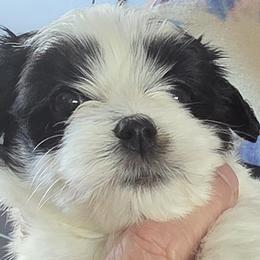 Havapoos from Havapoo Pups