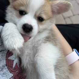 Girl 2 - Red Companion Cross puppy in San Tan Valley, Arizona from Queen Creek Chilipoms