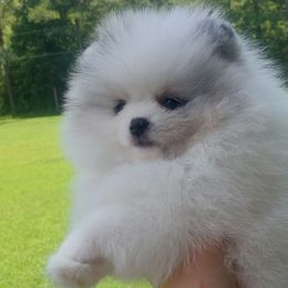Pomeranians from Grace's Poms🐾💕