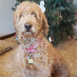 Goldendoodles from Wilmas Goldendoodles