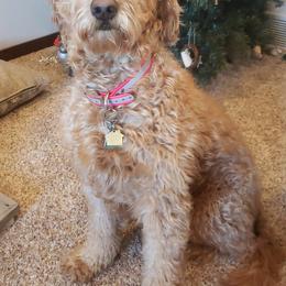 Goldendoodles from Wilmas Goldendoodles