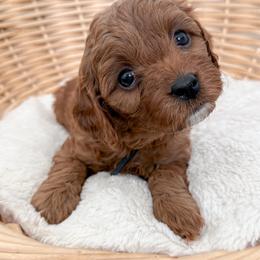 Brownie - Red male Cavapoo puppy in Apache Junction, Arizona from Coffey House Doodles