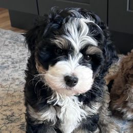 Buzz - Tri-color male Bernedoodle puppy in Lincoln, Nebraska from GRand Doodles