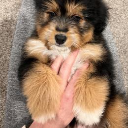 Aussiedoodle and Australian Shepherd Puppies from Junipersdoodles