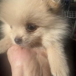 Kringle - Beaver male Pomeranian puppy in Kelseyville, California from Cobb Mountain Shih Tzus, Paragon Pomeranians