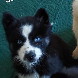 Mj - Black and white female Siberian Husky puppy in Savannah, Georgia from Stacy's Siberian Huskies
