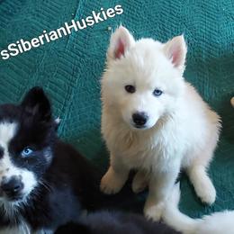 Mj - Black and white female Siberian Husky puppy in Savannah, Georgia from Stacy's Siberian Huskies