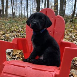 Ben - Black male Labrador Retriever puppy in Alger, Ohio from Osborne Family Retrievers