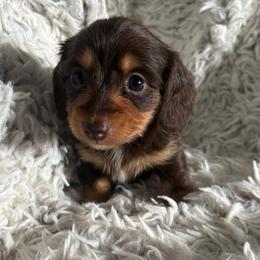 Girl 2 - Chocolate and tan female Dachshund puppy in Hindsville, Arkansas from Okie Dokie Doxie