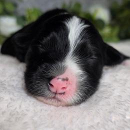 Hershey - Black tri-color female Australian Shepherd puppy in Summerville, South Carolina from Flowertown Aussies