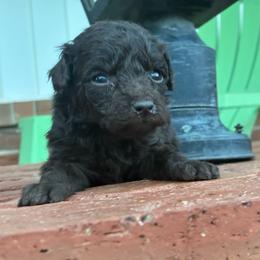 Wren F1B - Red female Aussiedoodle puppy in Oklahoma City, Oklahoma from Foneb Farm - The F1B Farm
