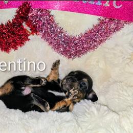 Valentino - Black and tan male Dachshund puppy in Vacaville, California from SchmooterBabies