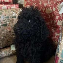 Noah - Black male Poodle puppy in Chipley, Florida from Nokoluma
