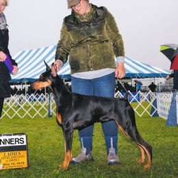 Freya - Doberman Pinscher