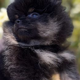 Mustang Sally - Black and tan female Pomeranian puppy in Sacramento, California from M-J’s AKC Breeder of Merit of Show Pomeranians