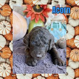 Acorn - Chocolate male Goldendoodle puppy in Caddo Mills, Texas from Fire Wife Doodles