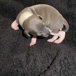 Female 1 - White and seal female Italian Greyhound puppy in Winfield, Kansas from F&M Italian Greyhounds