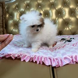 Scarlette - Tri-colored female Pomeranian puppy in Grand Prairie, Texas from D’ Pomlovers