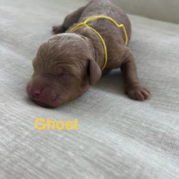 Ghost - Red  male Goldendoodle puppy in Richmond, Texas from Harper’s Heartbeats