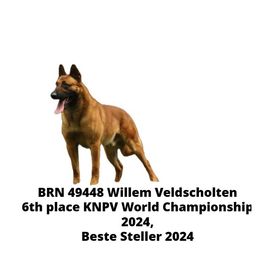 Willem - Belgian Malinois
