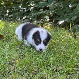 Indy-Natural bobtail Mismark - White and black male Pembroke Welsh Corgi puppy in Hope, Arkansas from Foxy Knoll Farm
