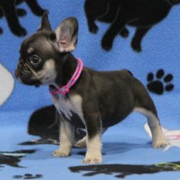 Chocolate and tan 2 - Tricolors female French Bulldog puppy in Tyler, Texas from Texas Top Notch Frechies