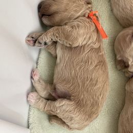 Goldendoodle and Poodle Puppies from Angel’s Goldendoodle Pups