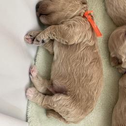 Goldendoodle and Poodle Puppies from Angel’s Goldendoodle Pups