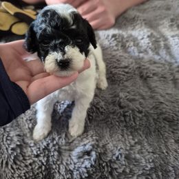 Trixie - Black & white female Maltipoo puppy in Everett, Washington from Meadows Ranch