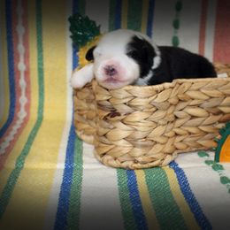 Boy 1 - Australian Shepherd puppy from C'est Bon Aussies Australian Shepherds