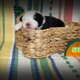 Boy 1 - Australian Shepherd puppy from C'est Bon Aussies Australian Shepherds