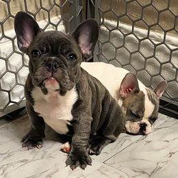 French Bulldogs from Blue Dolla’s Doghouse