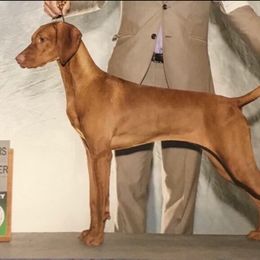 Vizsla All Grown Up from Marwin Vizslas