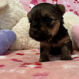 Yorkshire Terrier Puppies from Galaxy Kennel