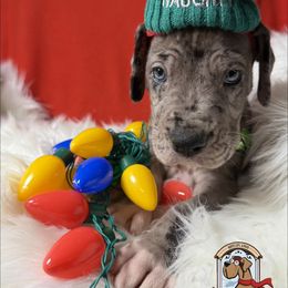 Dos - Merle male Great Dane puppy in White City, Kansas from Southwind Great Danes