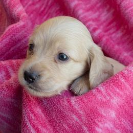 Buttercup - Cream female Dachshund puppy in Plant City, Florida from Oakley's Dachshund Ranch