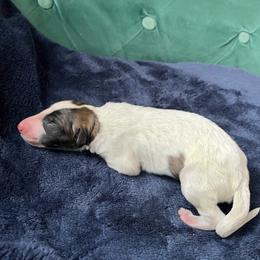 Leery Laoghaire - Red female Borzoi puppy in Clinton, Tennessee from Ivanhoe Borzoi