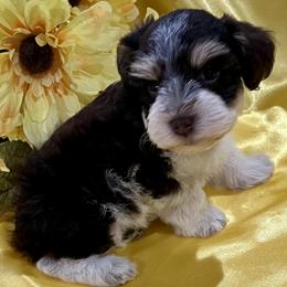 Molly - Liver female Miniature Schnauzer puppy in San Augustine, Texas from My Little Schnauzer Pals