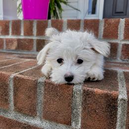 Goldendoodle and Maltipoo Puppies from ENC Goldendoodles And Maltipoos