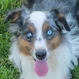 Miniature Australian Shepherds from Allan Smith