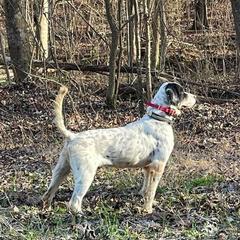 Pointer All Grown Up from Ross Callaway