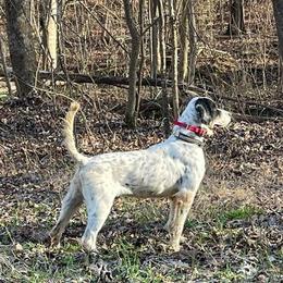 Pointer All Grown Up from Ross Callaway