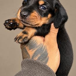Dachshund and Pomeranian Puppies from Precious Paws by Jai