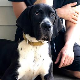 Brandy - Black female Great Dane puppy in Gonzales, Louisiana from Anstatt House Of Danes