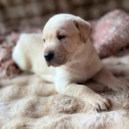 Brooke - Yellow female Labrador Retriever puppy in Sweet Home, Oregon from Knotty Creek Labradors