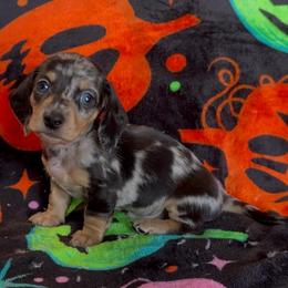 Oreo - Dapple male Dachshund puppy in Escalon, California from Dashing Dachshunds RF