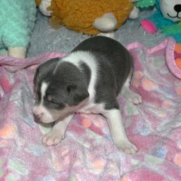 Blue tri female, 3 - Blue cream and white female Basenji puppy in Eugene, Oregon from Basenji Puppies