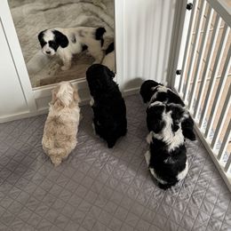 Cockapoo and Labrador Retriever Puppies from Kinkade Kennels