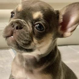 French Bulldogs from Sanfranfrenchies